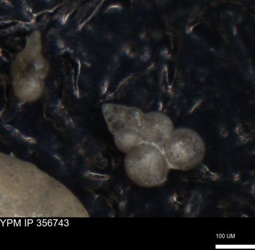 undet. Foraminiferida