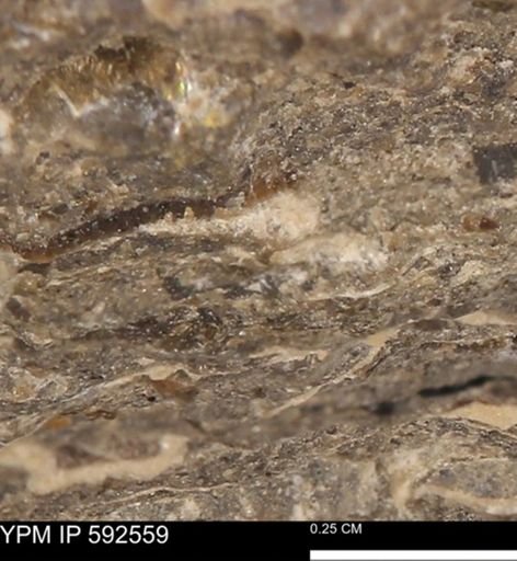 undet. Mollusca