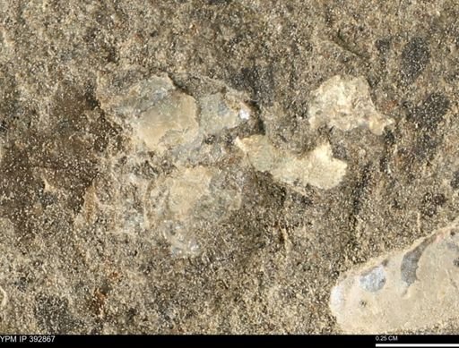 undet. Mollusca