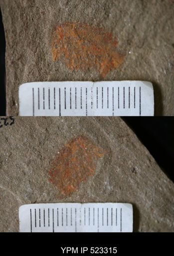 undet. Porifera