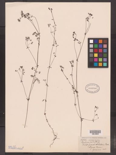 Galium palustre