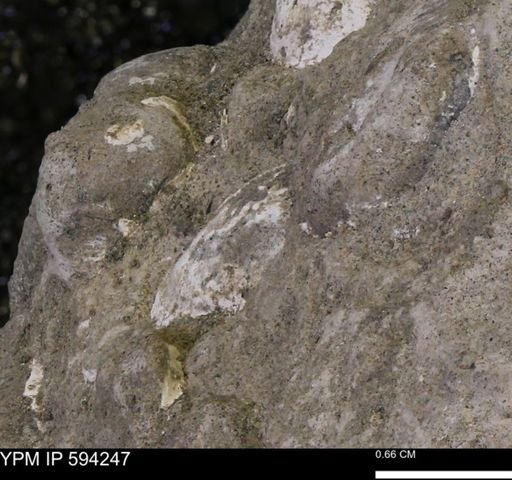 undet. Bivalvia