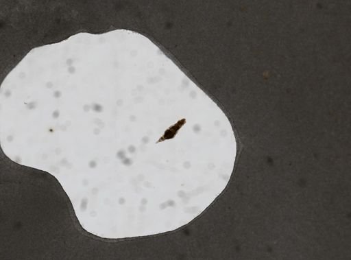 Dicranophorus isothes
