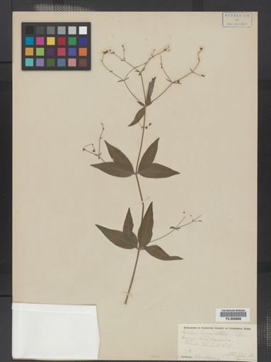Galium lanceolatum