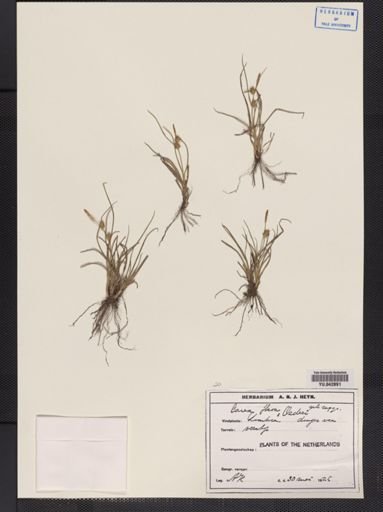 Carex flava