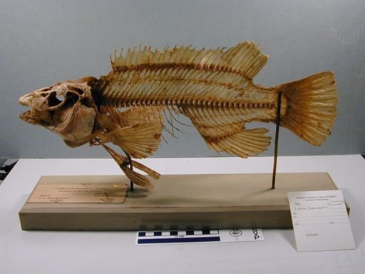 Labrus mixtus