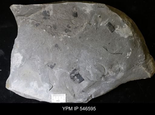 undet. Eurypterida