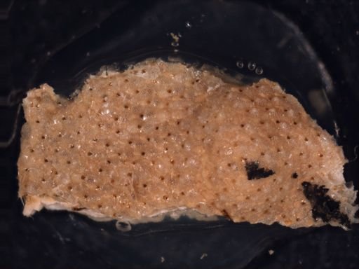 Trypostega venusta