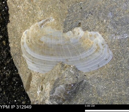Tellinimera scitula