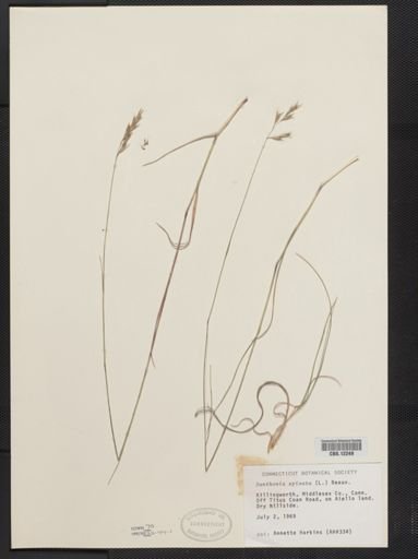 Danthonia spicata