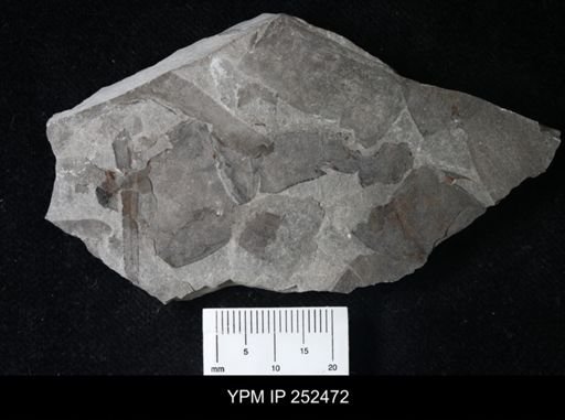 undet. Eurypterida