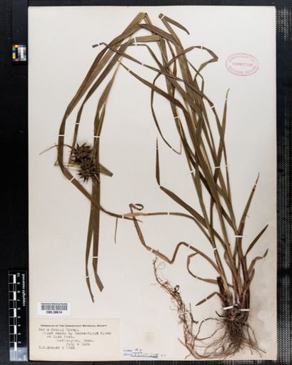 Carex grayi