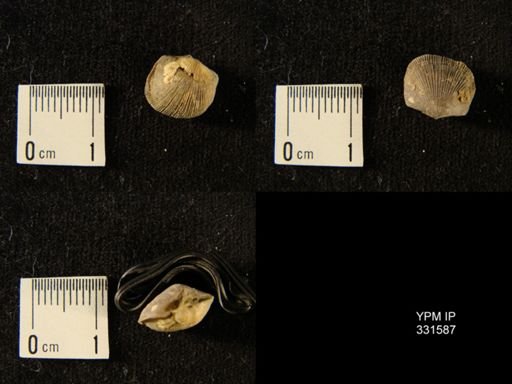 Doleroides sp.