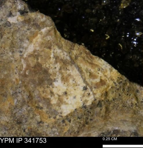 Scaphites sp.