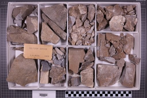 mixed taxa, stratigraphic collection