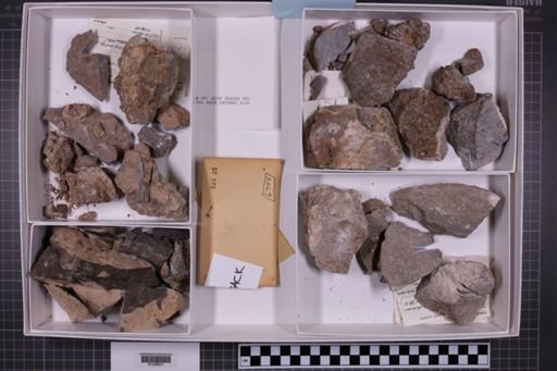 mixed taxa, stratigraphic collection