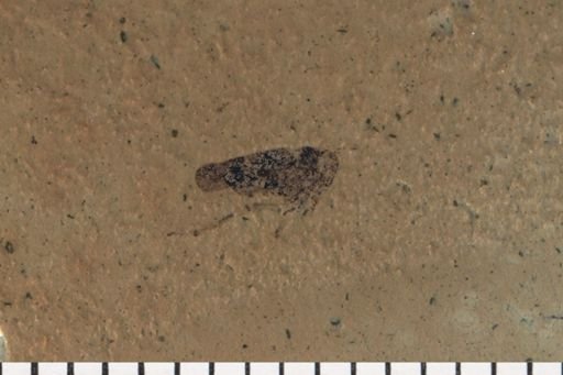Cicadellinae