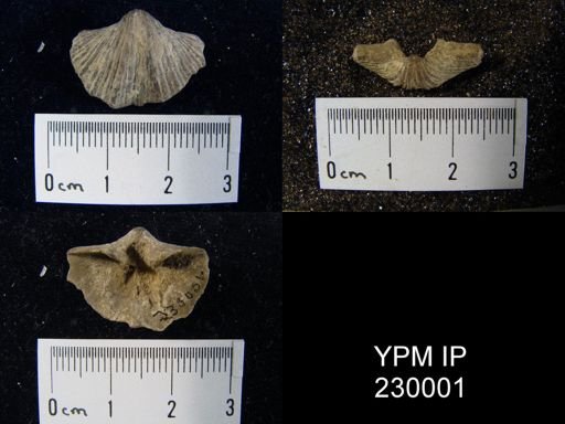 Neospirifer cameratus