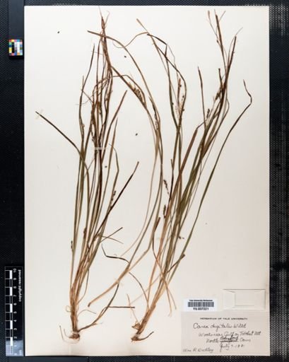 Carex digitalis