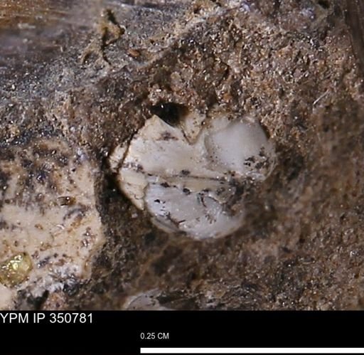 undet. Bivalvia