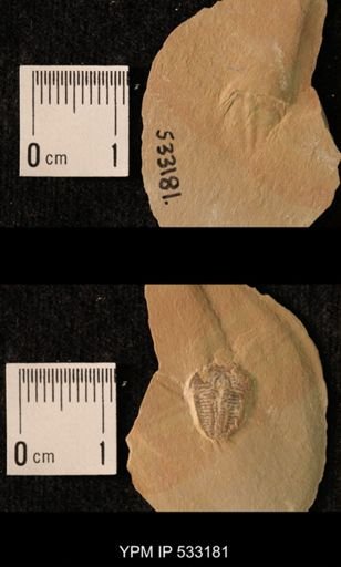 Elrathia kingi