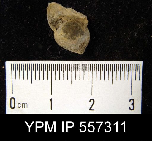 undet. Brachiopoda