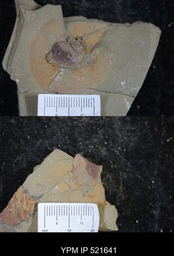 undet. Xiphosurida