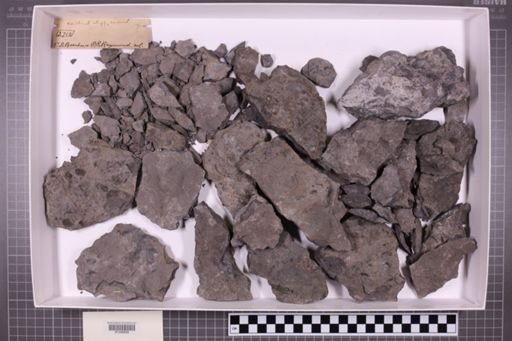 mixed taxa, stratigraphic collection