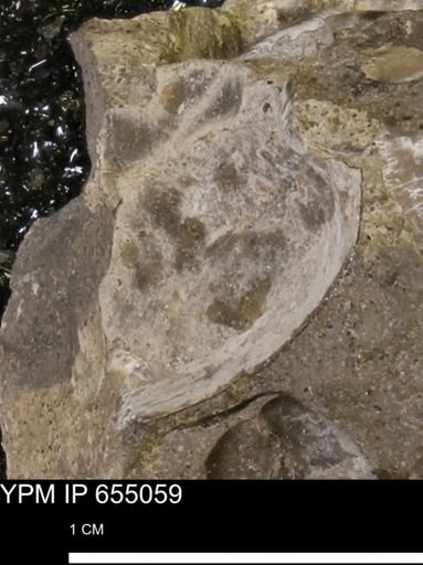Protocardia