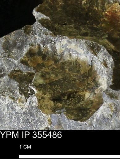undet. Scaphitidae