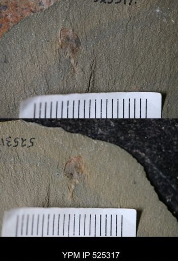 undet. Stylophora