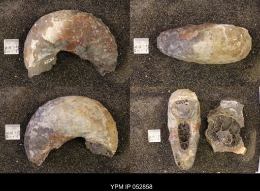 Discoscaphites gulosus