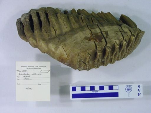 Loxodonta africana