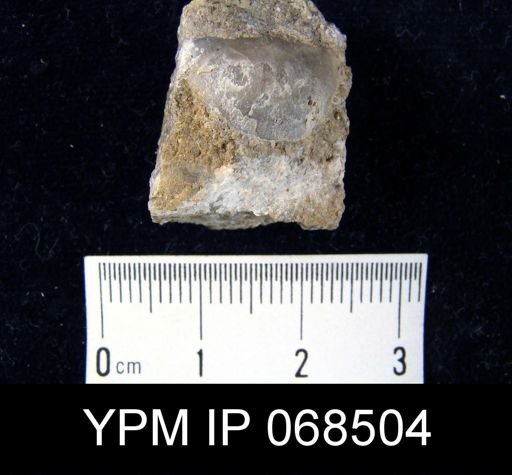 Megamyonia cf. unicostata