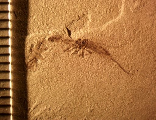 undet. Raphidioptera