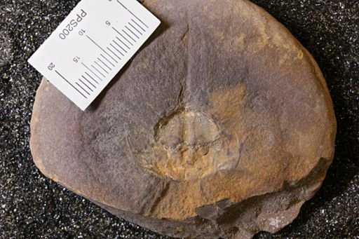 Euproops danae