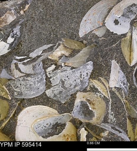 Protocardia sp.