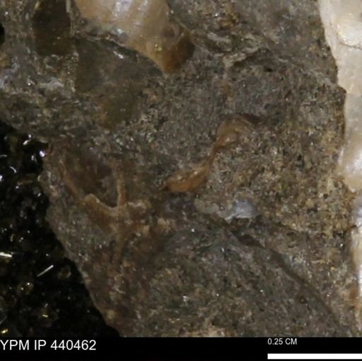 undet. Bivalvia