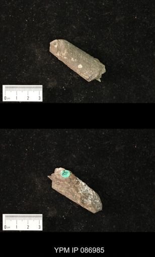 Nautiloidea