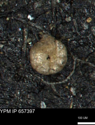 Ammobaculites subcretaceus