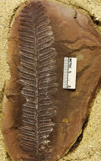 Pecopteris