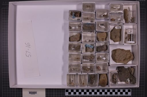 mixed taxa, stratigraphic collection