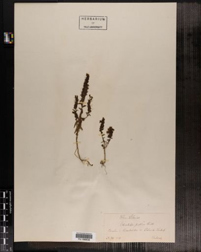 Plantae