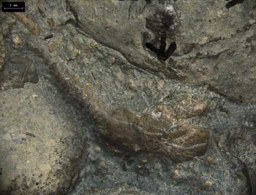 Aplocoma damesii