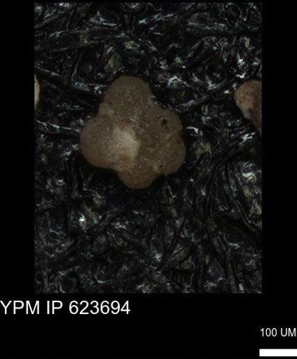 undet. Rugoglobigerinidae