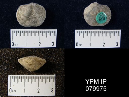 Dalmanella sp.