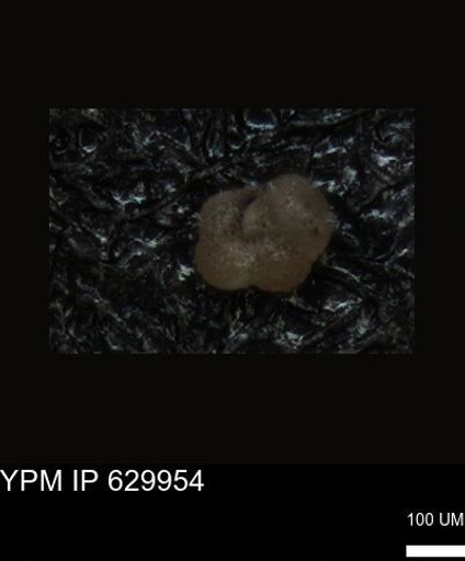 undet. Foraminiferida