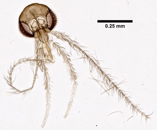 Sergentomyia caliginosa