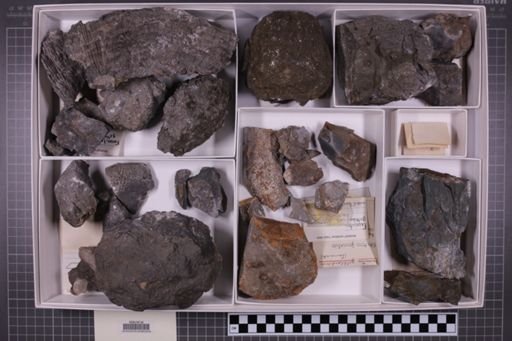 mixed taxa, stratigraphic collection