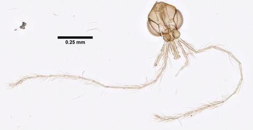Lutzomyia furcata